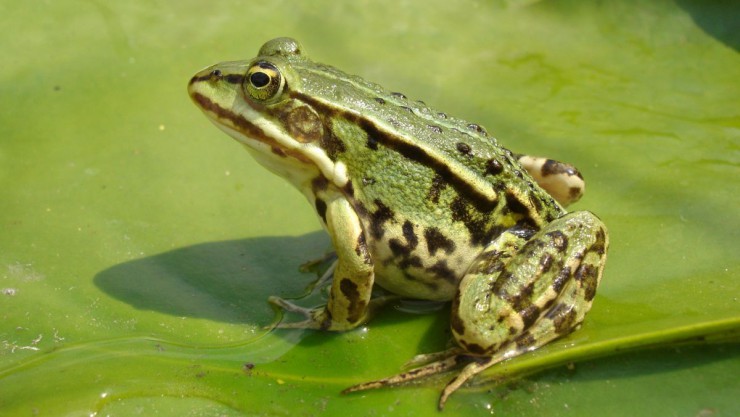 Der Teichfrosch entstand aus Hybridisierung von Seefrosch und kleinem Wasserfrosch.