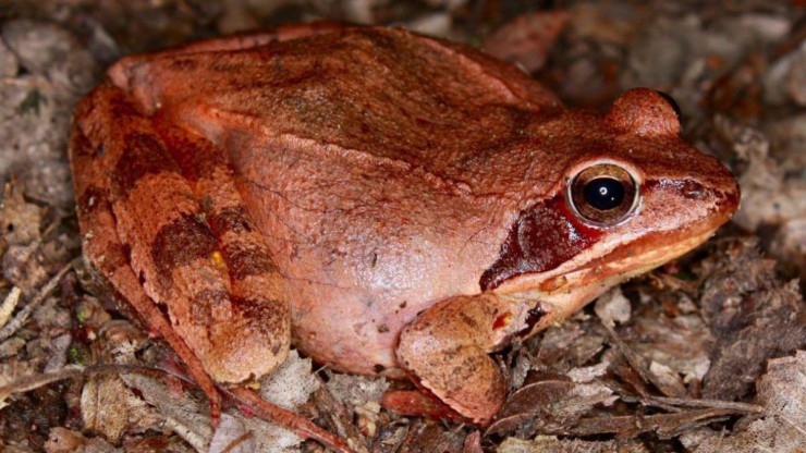 Der Springfrosch ist ein langbeiniger Braunfrosch.
