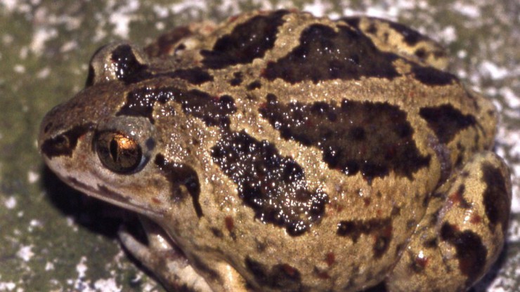Die Knoblauchkr&ouml;te kann ein nach Knoblauch riechendes Sekret absondern.