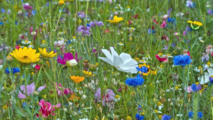 Bunte Blumenwiese