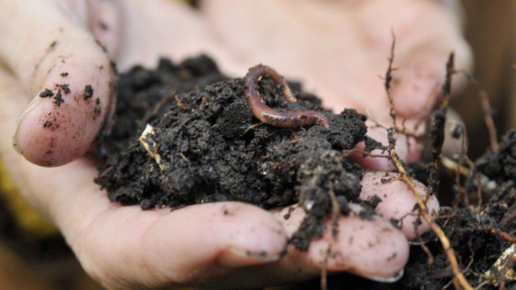 Die Beschaffenheit des Bodens ist ein wichtiger Faktor f&uuml;r das Gedeihen von Pflanzen.