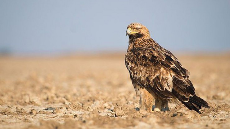 östlicher Kaiseradler