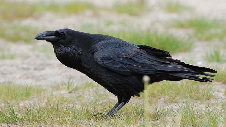Kolkrabe