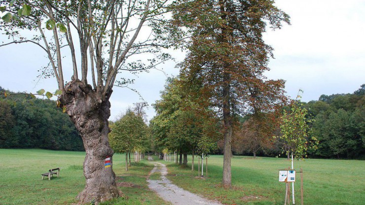 Das Landschaftsschutzgebiet Leithagebirge wird von ausgedehnten Laubw&auml;ldern mit altem Baumbestand, Wiesen und zum Teil alten Alleen gekennzeichnet. 