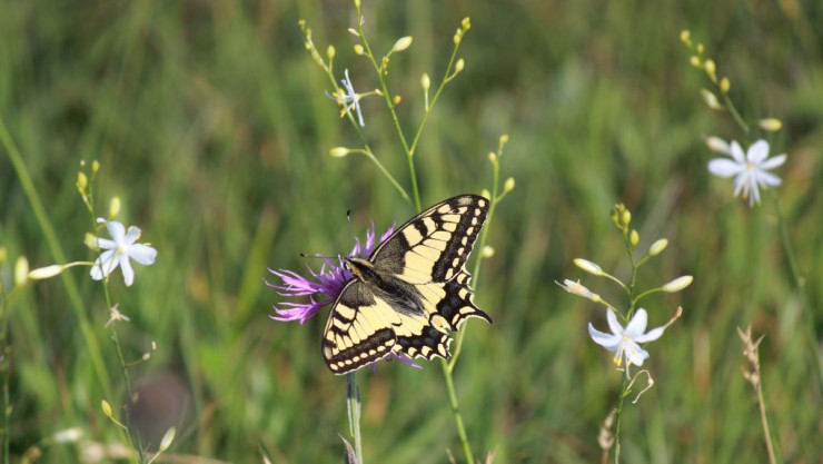 Tagfalter wie Schwalbenschwanz, Tagpfauenauge, Kaisermantel,  Admiral und Zitronenfalter tummeln sich in der Forstheide.