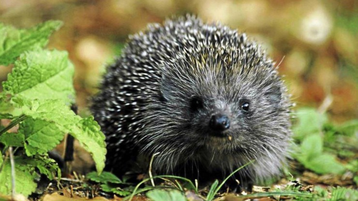 Der Igel ist das Tier des Jahres 2018. 