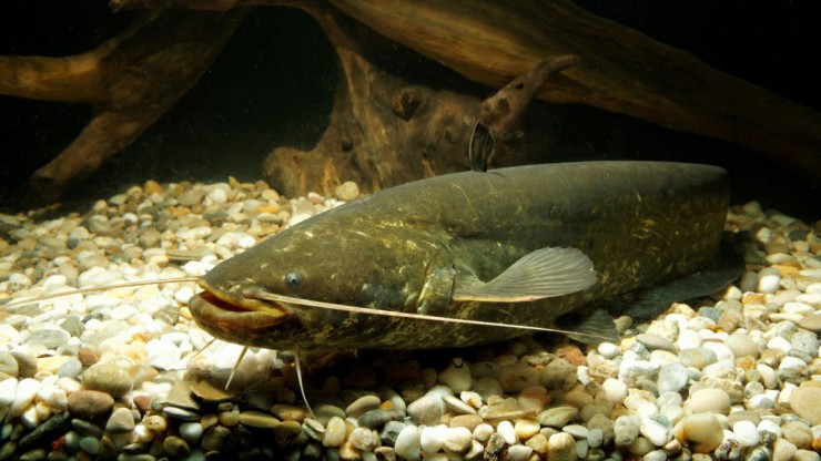 Der Wels wurde zum Fisch des Jahres 2018 gew&auml;hlt.