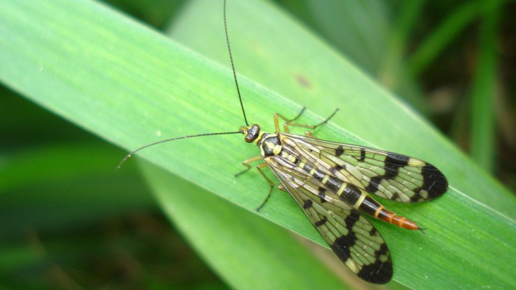 Die Gemeine Skorpionsfliege ist das Insekt des Jahres 2018. 