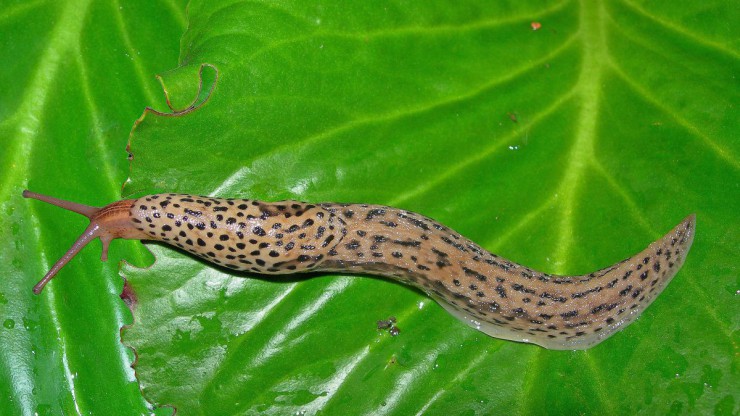 Der Tigerschnegel wurde zum Weichtier des Jahres 2018 gew&auml;hlt. 