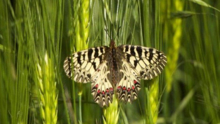Der Osterluzeifalter ist sehr selten geworden. 