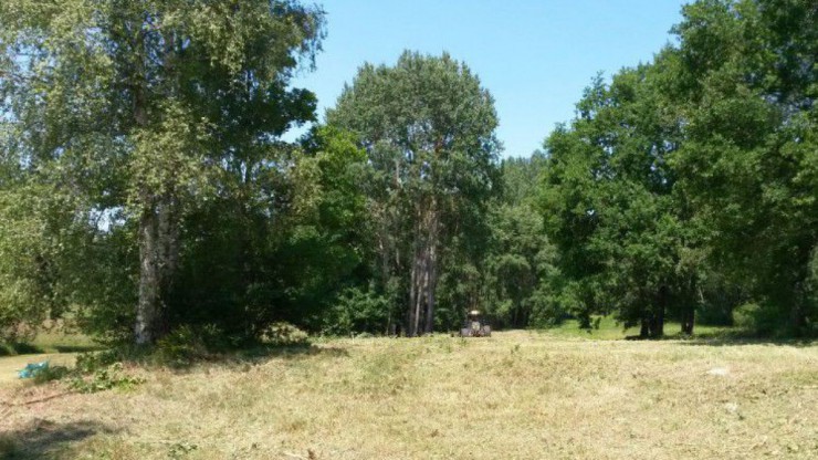 Beim Pflegeeinsatz werden Geh&ouml;lze entferndt. 