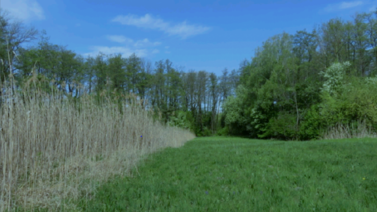 Im Projekt werden die Feuchtwiesen entlang der alten Fischa-M&auml;ander gepflegt. 