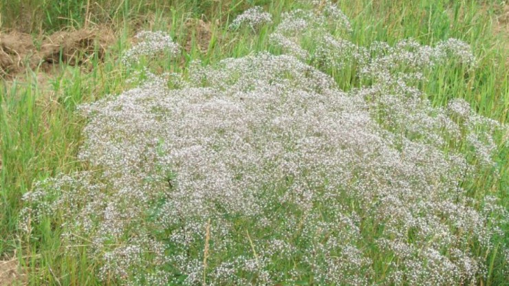 Gypsophila_paniculata_Pipi69e