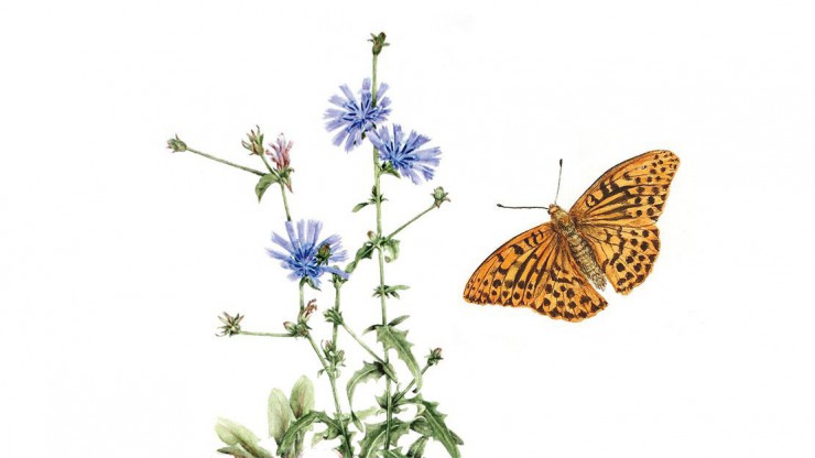 Wegwarte & Kaisermantel