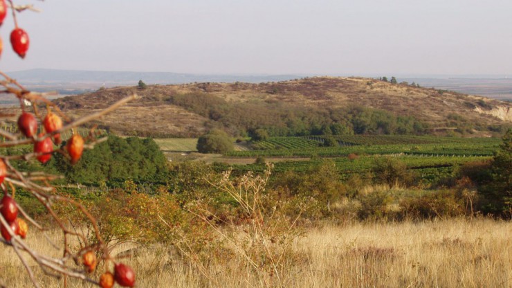 Gollitsch vom Mittelberg