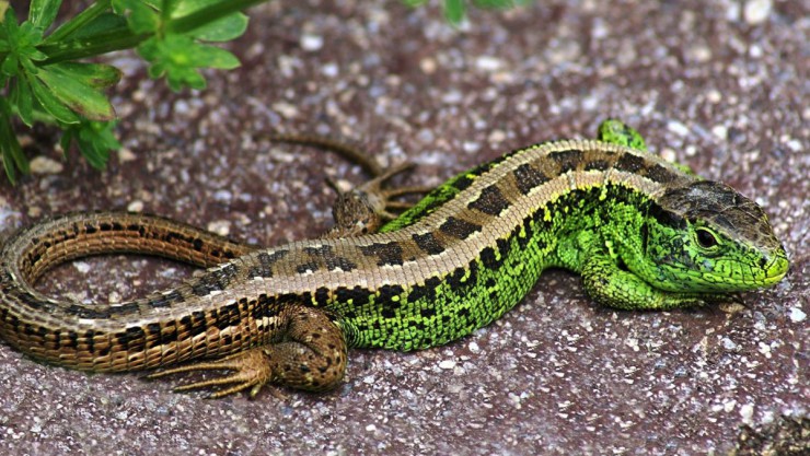 M&auml;nnliche Zauneidechse