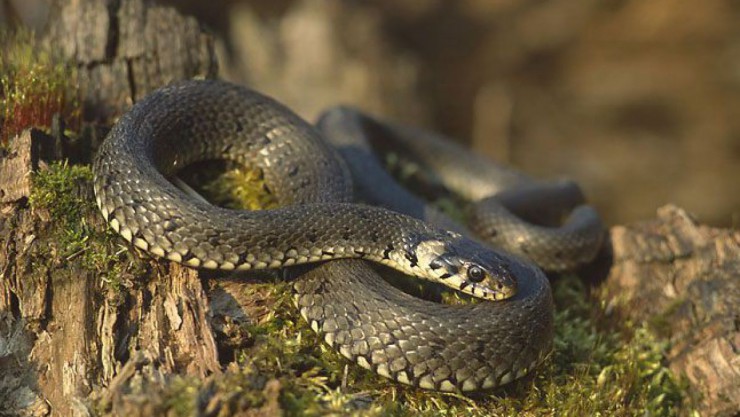 Die Ringelnatter ist an den gelben Flecken am Kopf zu erkennen. 