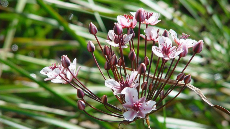 Die Schwanenblume, auch Wasserliesch, Blumenbinse, Doldige Schwanenblume oder Wasserviole genannt, ist eine Pflanzenart, die an Gew&auml;sserufern und in Feuchtgebieten vorkommt. 