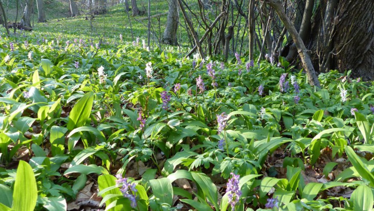 B&auml;rlauchwiese am Eichkogel