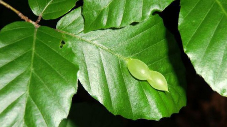 Rotbuche - Blatt und Galle