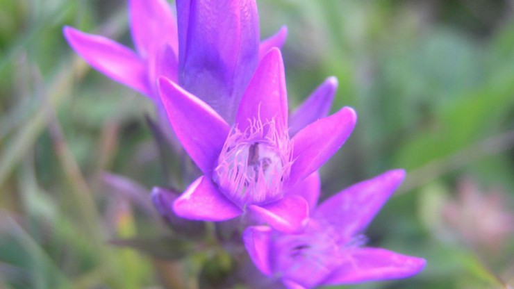 B&ouml;hmischer Kranzenzian