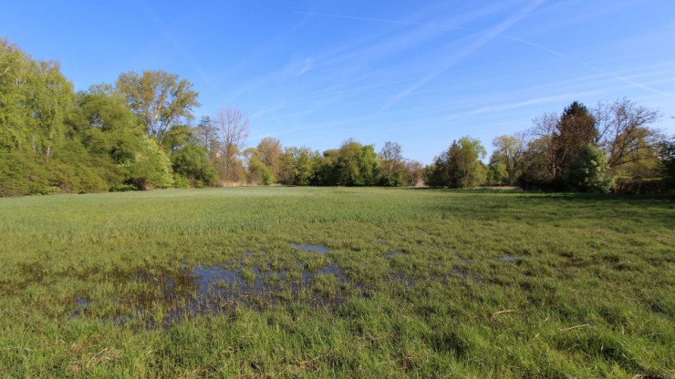 Das Naturdenkmal Zayawiesen beherbergt die letzten Reste einer ehemals ausgedehnten Feuchtwiesenlandschaft, die sich von der Quelle der Zaya im Bereich der Leiser Berge bis zur M&uuml;ndung in die March erstreckte.