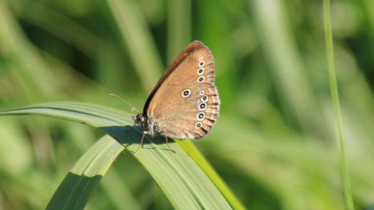 Moor-Wiesenv&ouml;gelchen (Coenonympha oedippus)