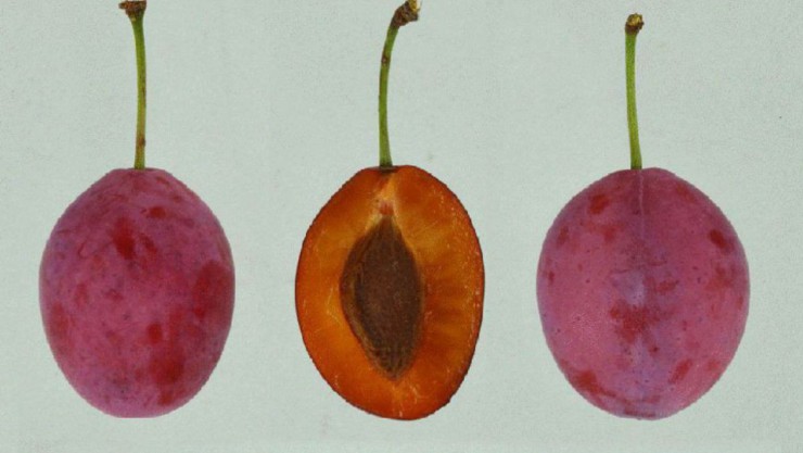 roterspenling_c_siegfriedbernkopf