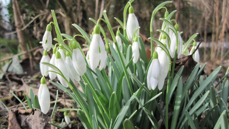 schneegloeckchen_28629