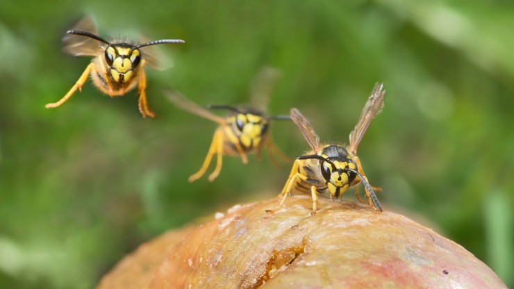 Drei Wespen sind im Anflug auf Fallobst.