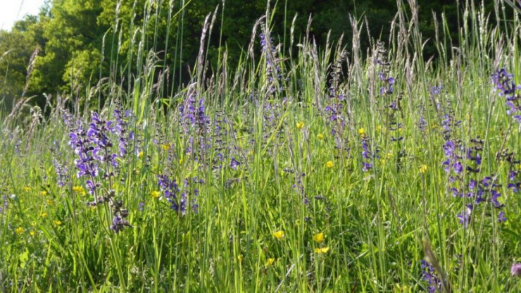 Halbtrockenrasen am Rindfleischberg