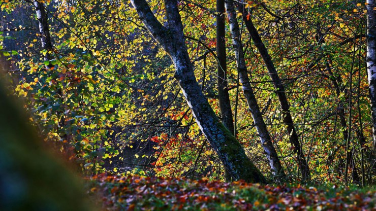 Wald bei Ottenstein