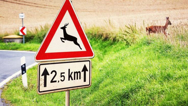 Warntafel Wildwechsel