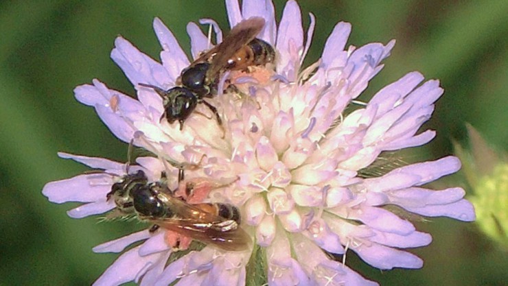 andrenahatorfiana_28c29frank_harmetzky