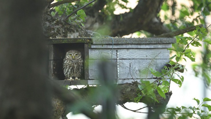 Steinkauz-Nistkasten