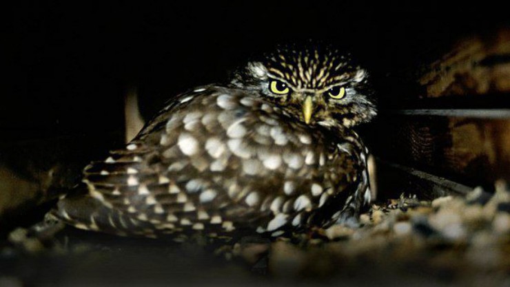 Steinkauz in Nistroehre