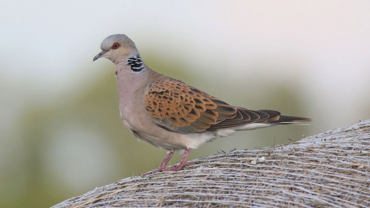Turteltaube