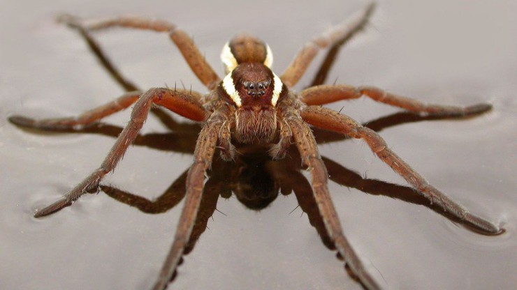 Gerandete Jagdspinne