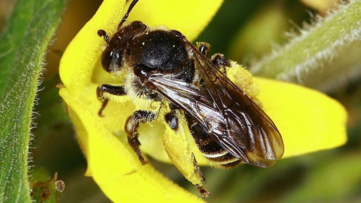Auen-Schenkelbiene (Macropis europaea)