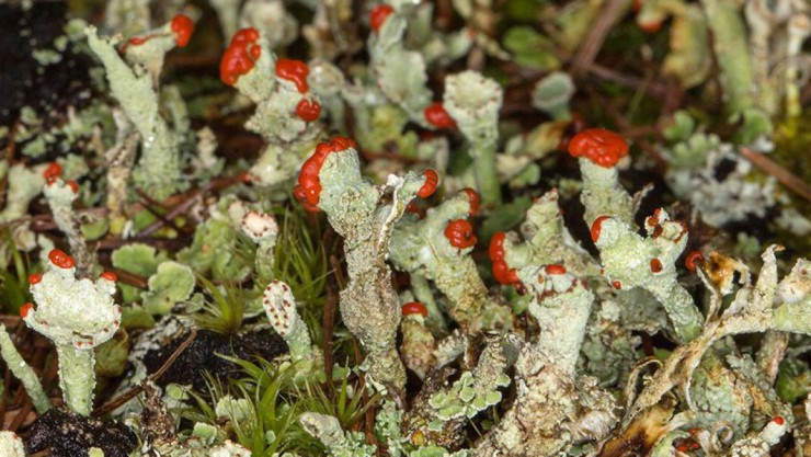 Finger-Scharlachflechte