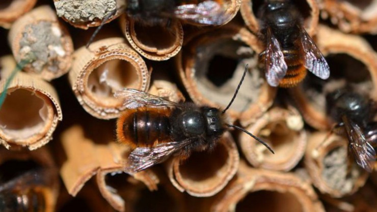 Wildbiene auf Schilf