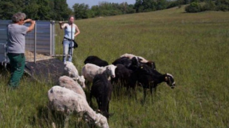 schafherde-im-naturdenkmal-weingarten-lassee_norbert-helm