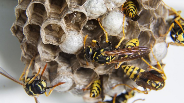 Wespennest