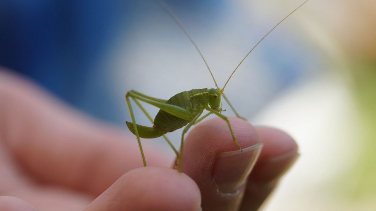 artenschutz-c-m-w-auf-pixabay