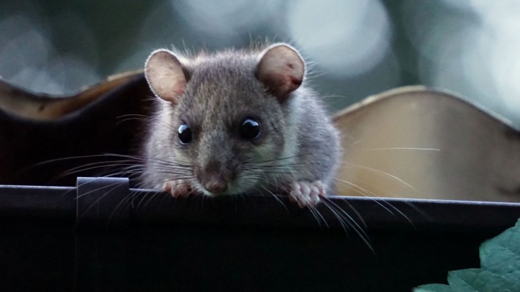 Siebenschl&auml;fer in einer Dachrinne