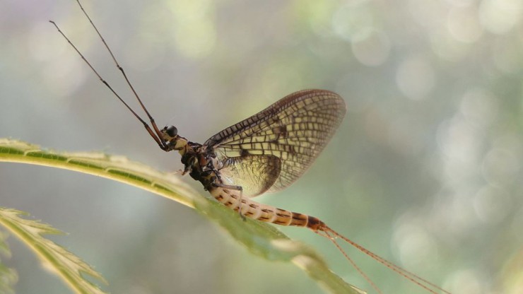 Die D&auml;nische Eintagsfliege wurde zum Insekt des Jahres 2021 gew&auml;hlt.