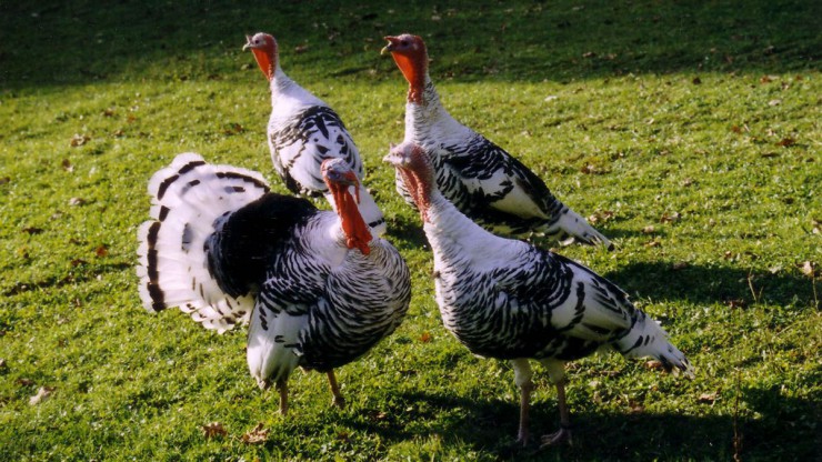 Deutsche Pute