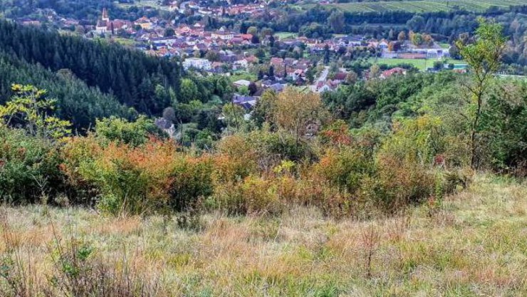 Blick auf Sch&ouml;nberg am Kamp