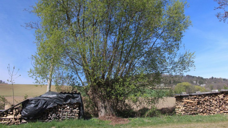 Kopfweide in Niederleis im Weinviertel