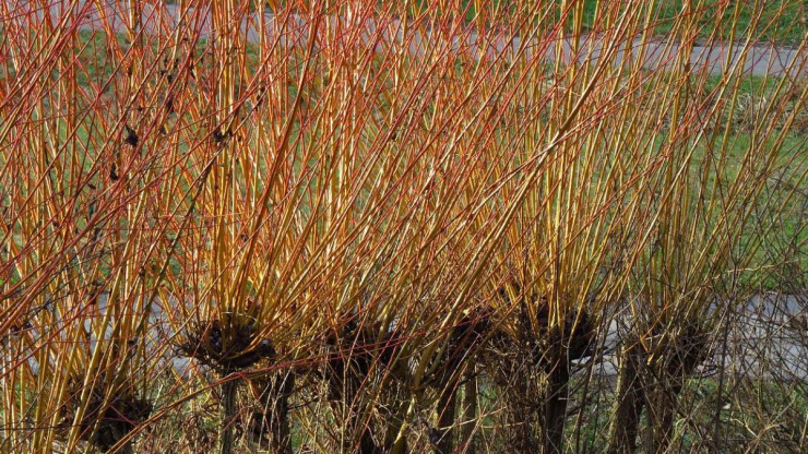 Junge Kopfweidentriebe